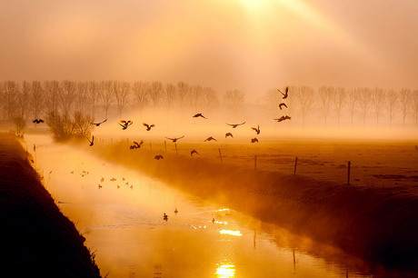 Golden misty sunrise...