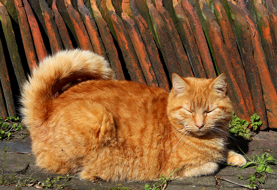 Hubert Hudson Laster hout Rode kat - foto van Kattenpoes - Dieren - Zoom.nl