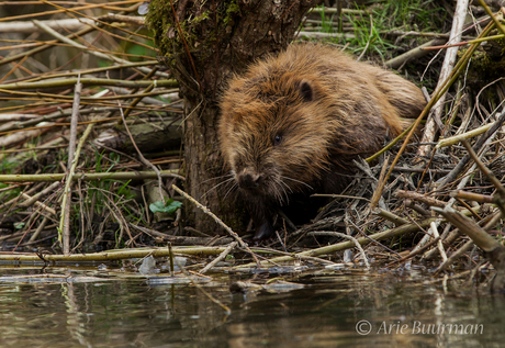 Bever die zijn burcht verlaat kopie 9013