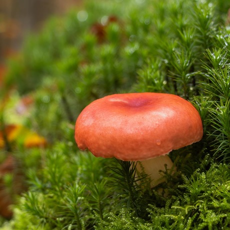 Braakrussula