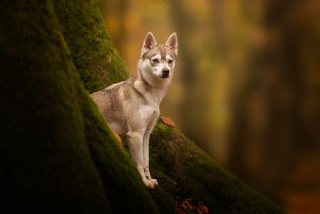 The glow of Autumn 🧡