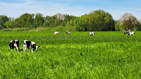 Koe in de wei kalfjes erbij