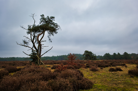 Boom, Kootwijkerzand, Veluwe