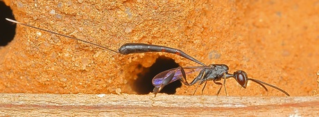 Hongerwesp