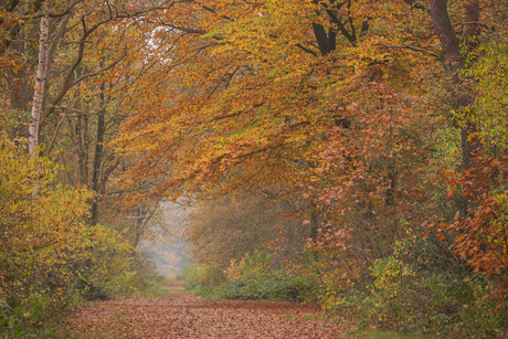 Mist in het noordbargerbos
