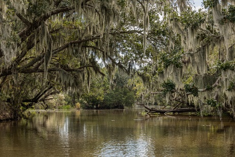 Swamptour