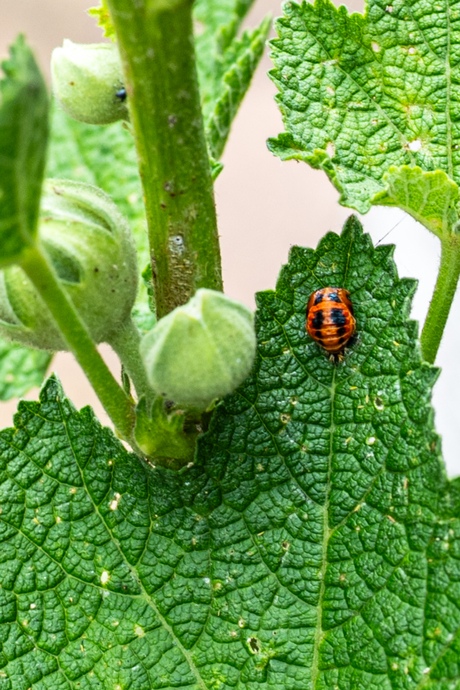UIT ONZE ACHTERTUIN [3]