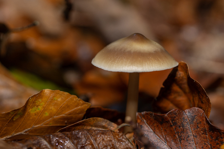 Paddenstoelen