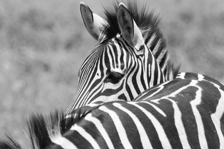Zebra