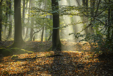 In het bos