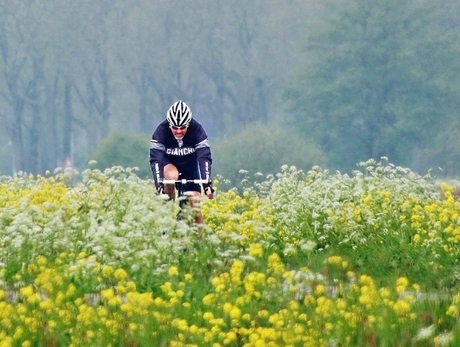 Wielrenner fietst door fleurig polderlandschap