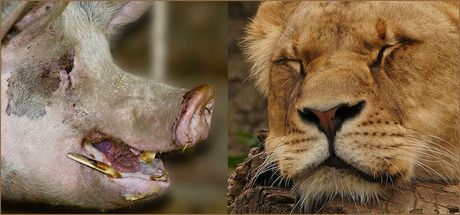 zegt het varken...................................