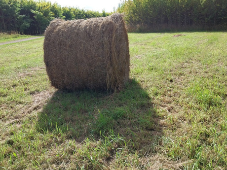 Opgerold hooi in het Bentwoud. 
