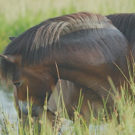 Wilde Exmoor Pony