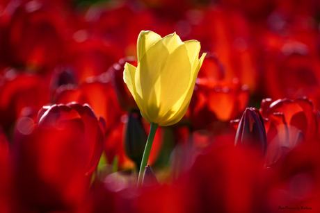 In zee van rode tulpen