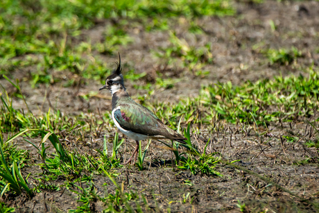 de kievit (vanellus vanellus) 