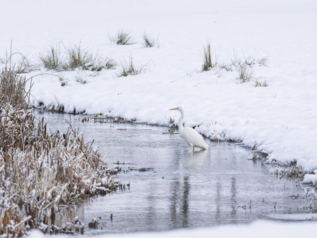 Grote Zilverreiger