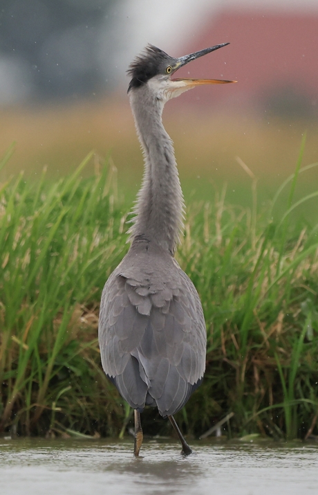 Reiger word lastig gevallen...