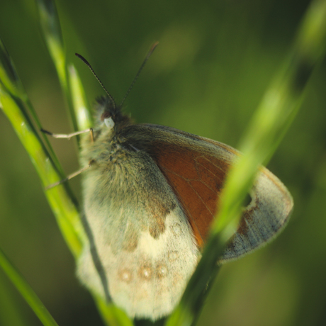 vlinder aan het opladen in de zon