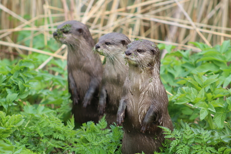 Otters starend in de verte