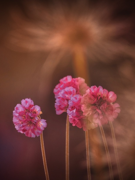 Armeria en Pulsatilla 