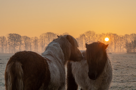 Winterochtend