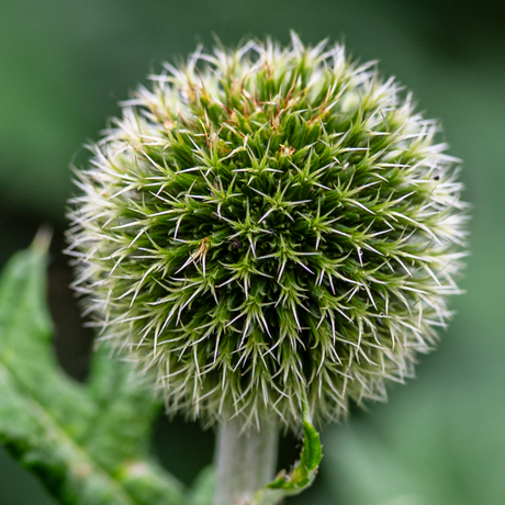 UIT ONZE ACHTERTUIN [1]