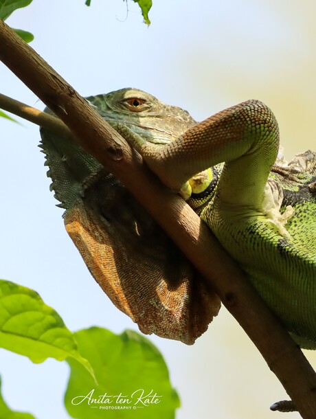 “Relaxmodus: AAN”