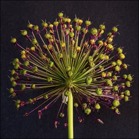 Uitgebloeide Allium (sierui)