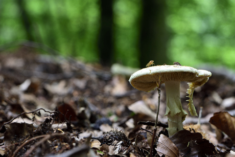 Een paddenstoel met een vliegje