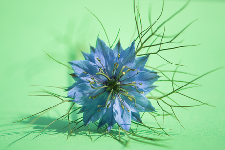 Mooie bloem