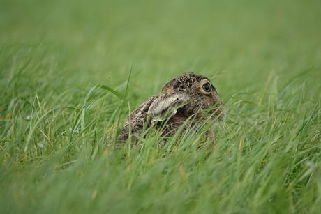 Haasje op de loer in het hoge gras