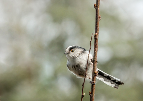 Staartje van staartmees......