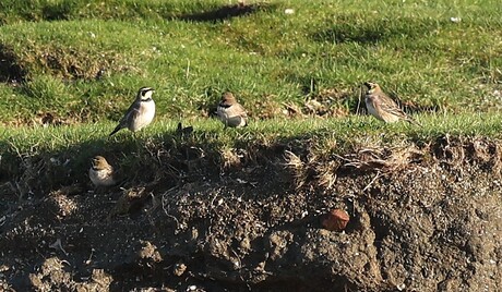4 Strandleeuweriken.