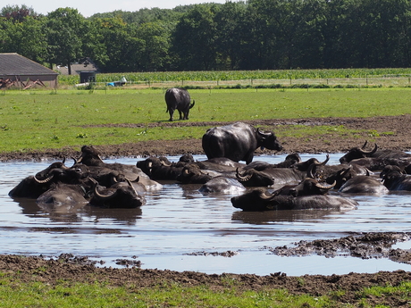 Safari in eigen land