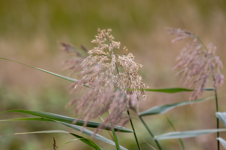 Wind