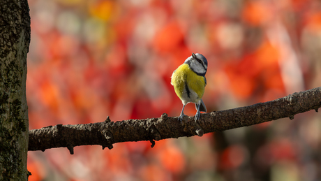 Met de borst vooruit!