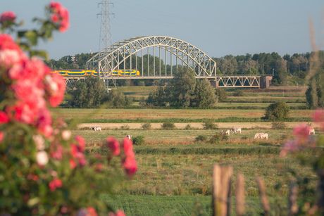 Hollandse taferelen in de Uiterwaarden Oosterbeek 