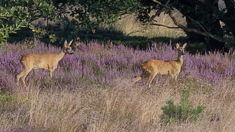 In de bloeiende heide