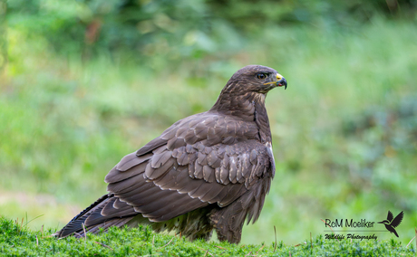 De buizerd.