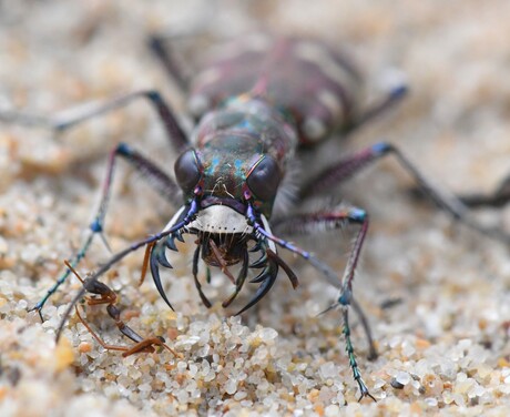 Lekker hapje, macro van een Basterd zandloopkever (Cicindela hybrida) .