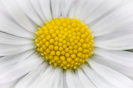Macro margrietje