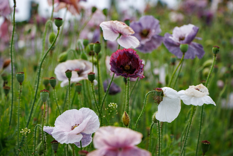 Zomerbloemen