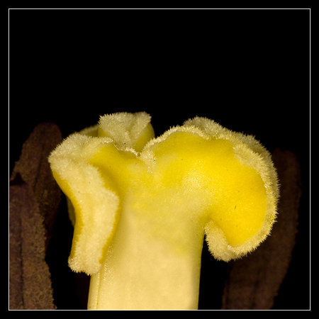 Tullip, Macro - - - foto door andries81 op 26-01-2010