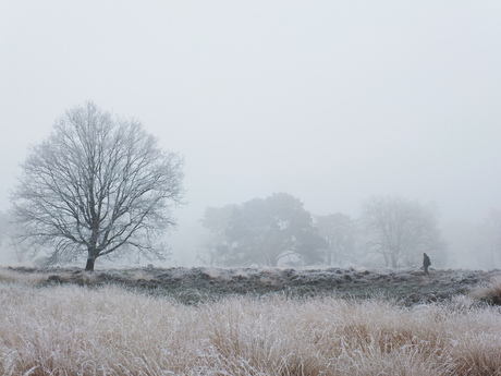 De witte heide met de herder