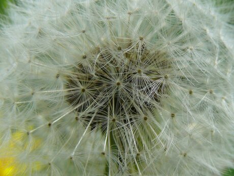 Paardenbloem