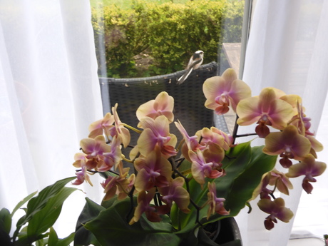 Achter de Orchidee 2