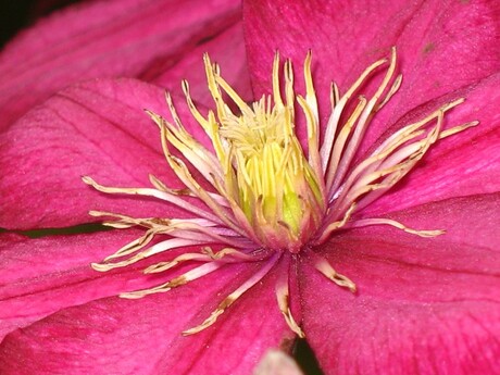 Clematis