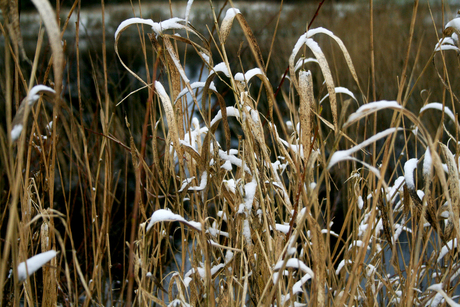 sneeuw in maart