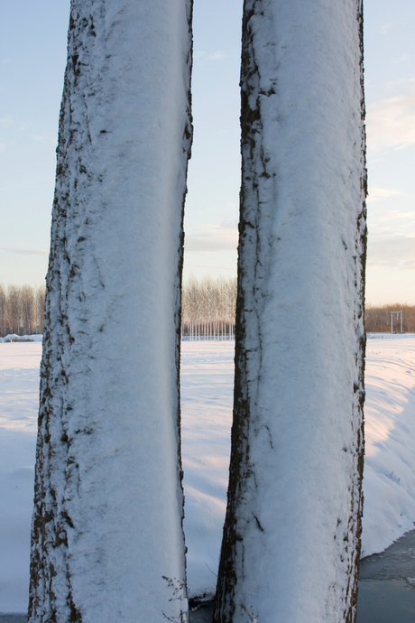 Tussen de bomen